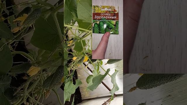 Урожай огурцов собираю ведрами, лучшие сорта огурцов, которые всегда выращиваю и всем советую смотреть онлайн