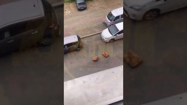 Две сахалинские блогерши начудили во Владивостоке так, что попали в полицию смотреть онлайн