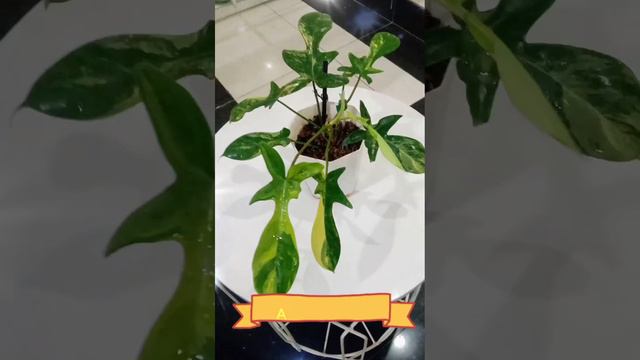 REVIEW VARIEGATED FLOBE,MONVAR AND MARMORATA #AlabiHijauku смотреть онлайн
