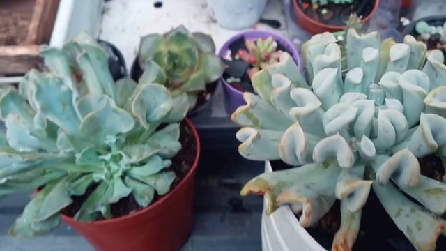 Echeveria Nichi e Topsy Turvy (parece mas não é 😉😏) смотреть онлайн