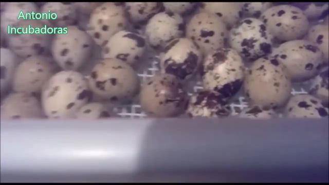 Incubación de huevos de gallina y codorniz смотреть онлайн