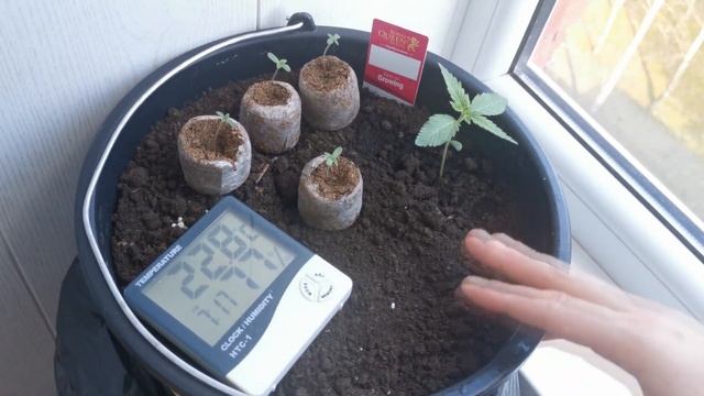 5.Увлажнитель воздуха и новые растихи. смотреть онлайн