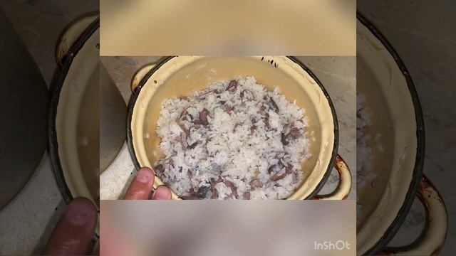 Кормление Шарпеев. Злата и кот)) смотреть онлайн