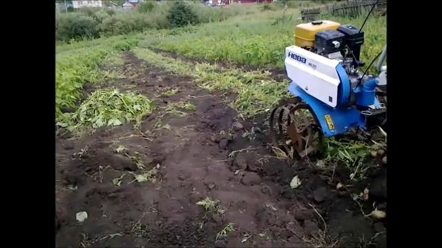 Копаю картошку веерной копалкой и мотоблок Нева мб23 - в итоге выкопал 6 рядов, лучше чем вручную смотреть онлайн