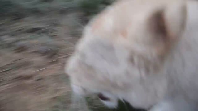 К львице ГЕРДЕ прицепился клещ ! Марсель топчет землянику !!! смотреть онлайн
