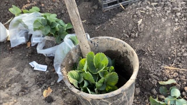 Как оформить сделку купли продажи саженцев клубники