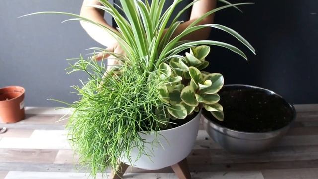 Создание композиции из Хлорофитума, Пеперомии и Рипсалиса смотреть онлайн