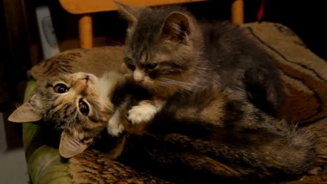 Котэ массаж