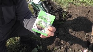 Посадка розы по всем правилам- как обрезать, заглубить и чем полить.