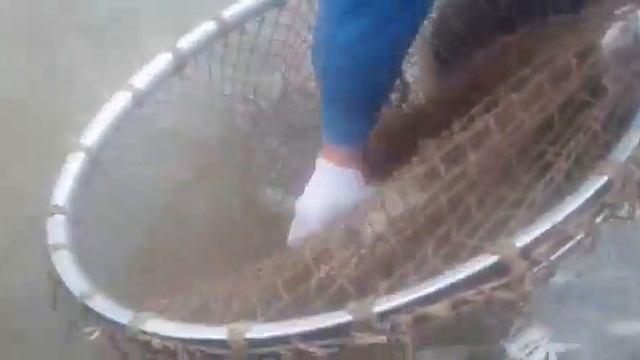 Осетры идут на нерест смотреть онлайн