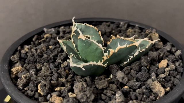 20231225 アガベ・チタノタ 狼人（芽）-023｜agave titanota were wolf смотреть онлайн
