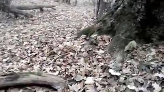 Грибы Веселки. Рядовка - Говорушка дымчато - серая. Ложные белые рядовки.