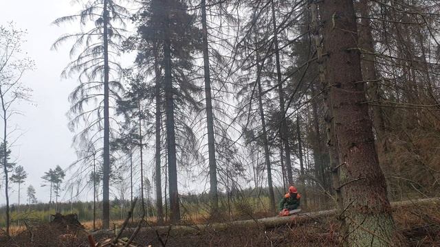 6)Husqvarna 365 Special#Валка леса смотреть онлайн