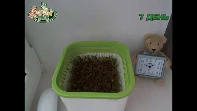 Вырастите зелень с проращивателем "Здоровья Клад" смотреть онлайн