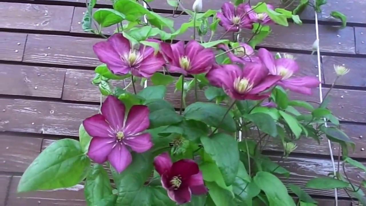 Подготовка Многолетнего Клематиса на Зиму, Чтобы он Отлично Перезимовал на Урале. смотреть онлайн