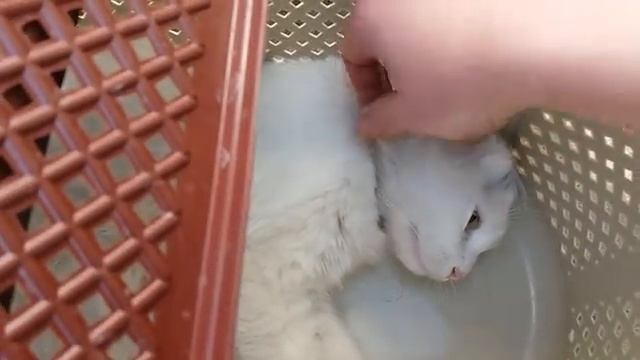#35 Как и зачем мы кастрировали всех котов? Зачем кастрировать кота: Опасные вирусы кошек смотреть онлайн