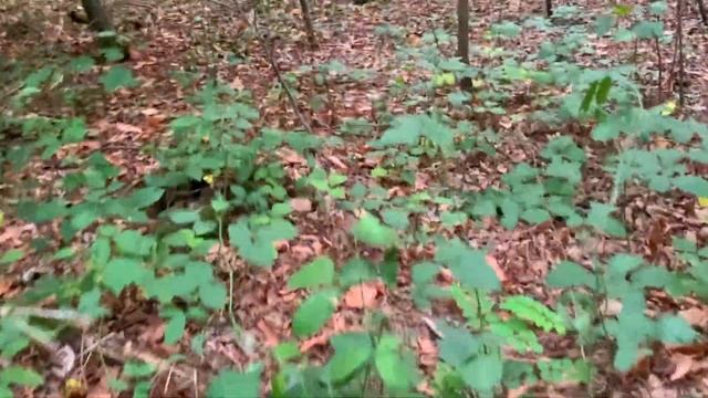 Звук шагов по листьям в лесу, хруст веток смотреть онлайн