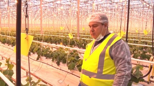 Мониторинг карантинного фитосанитарного состояния теплиц Агрокомбината «Южный».mp4 смотреть онлайн