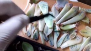 Размножение эхеверий листом.Трудноразводимые виды.Лайфхак для полива суккулентов.