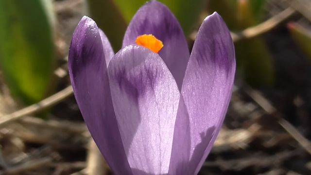 Стихотворение - Нежность - чтец - Мила Мик смотреть онлайн