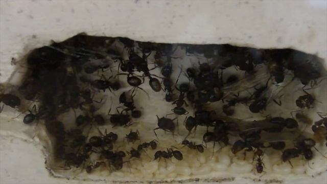 Муравьиные новости. Выпуск 1 смотреть онлайн