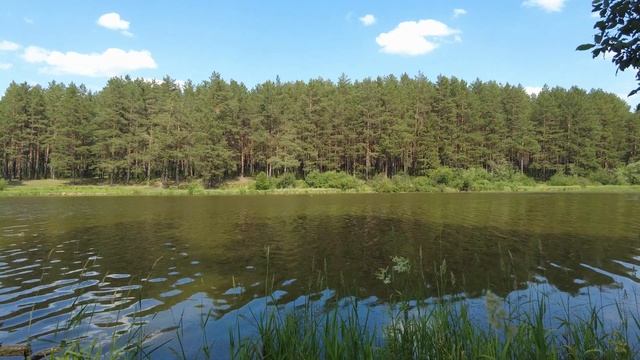 Река/звуки леса/Утки River/Forest Sounds/Ducks смотреть онлайн