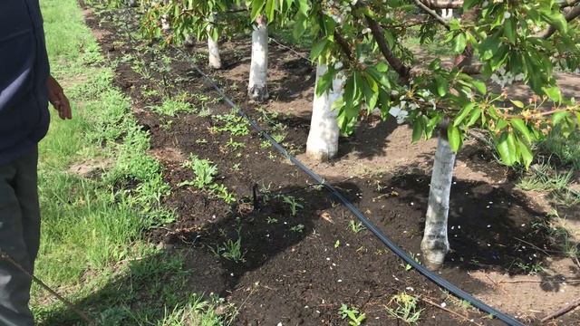 Последствия весенних заморозков на плодовых смотреть онлайн