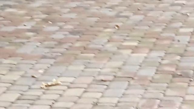 Утке пруда мало, лужу подавай ?Что утка делает? Жизнь птиц смотреть онлайн