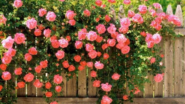 Цветущие сады смотреть онлайн