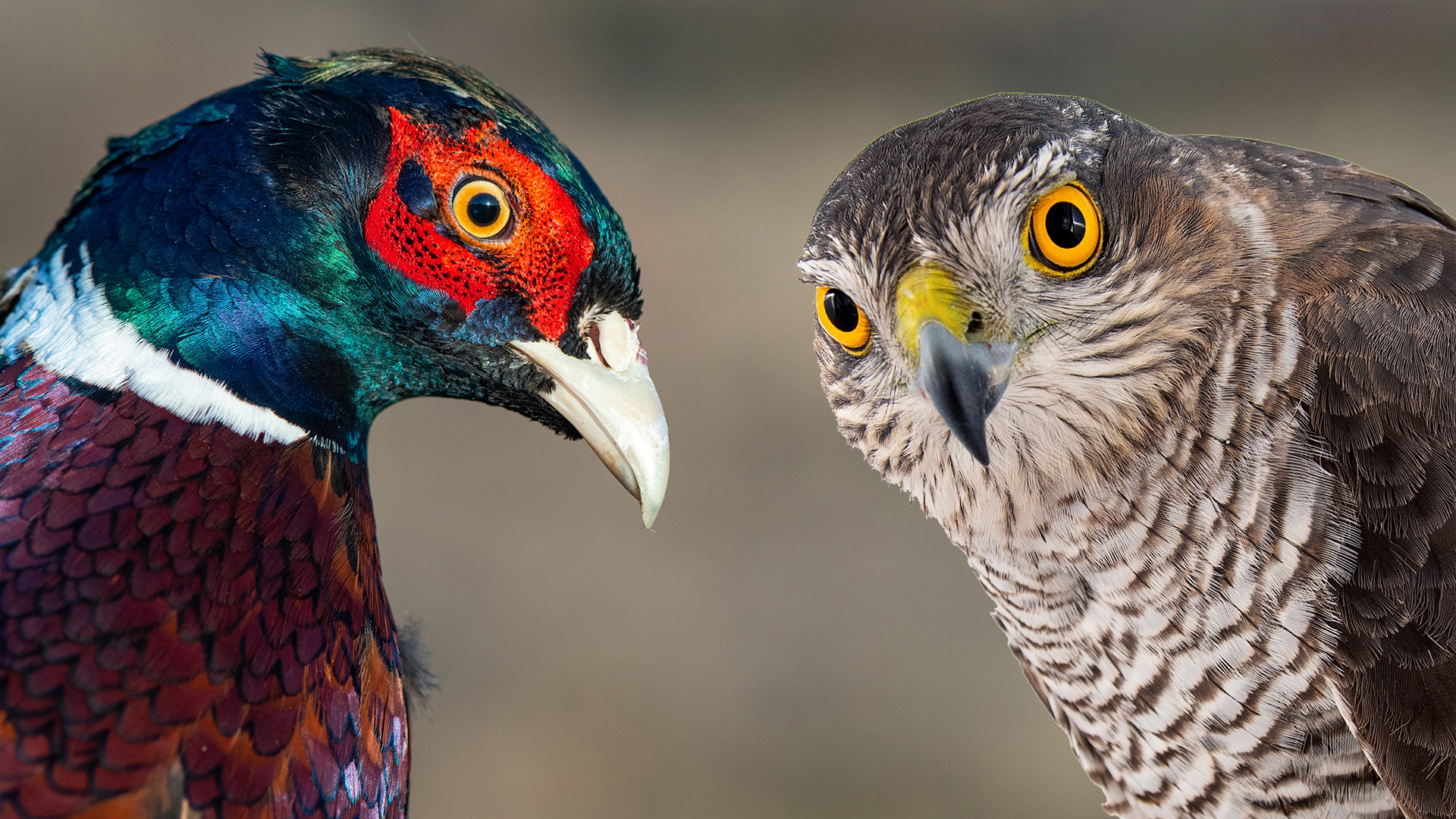 Фазан на кормушке. Ястреб-перепелятник "атакует" фазана. смотреть онлайн