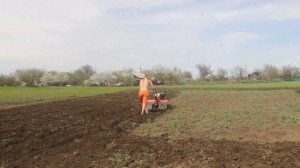 Мотоблок, обработка огорода мотоблоком за 20 минут.