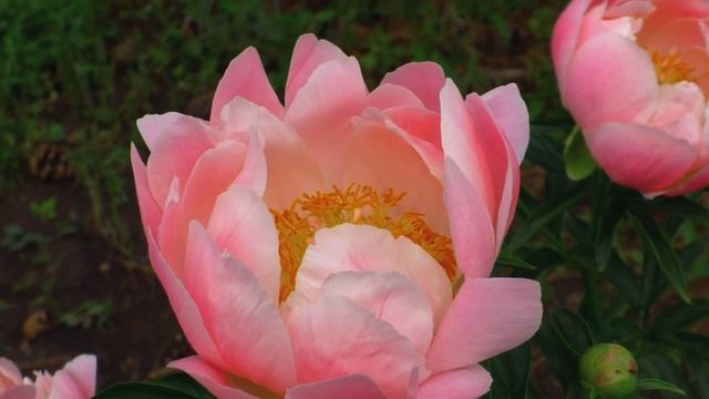 пион Abalone Pink смотреть онлайн