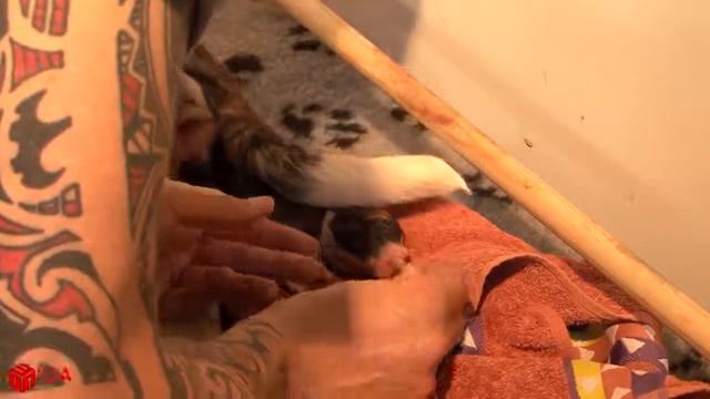 Beautiful dog giving Birth смотреть онлайн