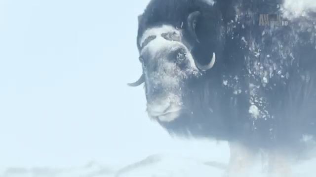 Неизведанная Европа. Земля льда и снега ⁄ Wildest Europe. Land of Ice and Snow (2016) смотреть онлайн