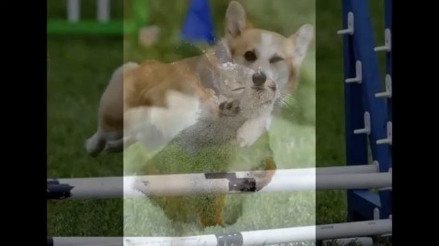 Эти животные покажут, как надо позировать смотреть онлайн