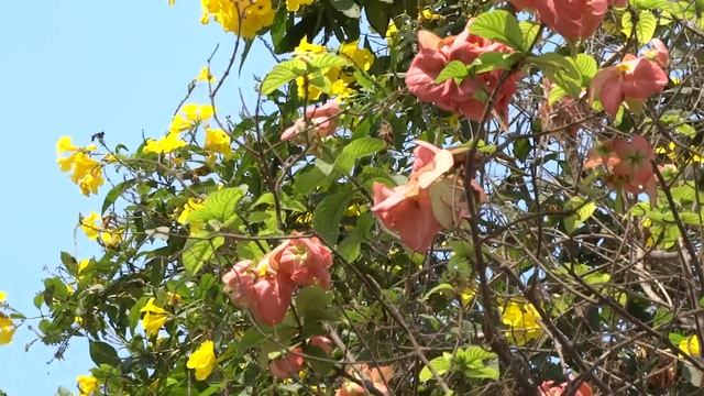 Beautiful Flowers || Sony Hx300 Camera Video Test смотреть онлайн