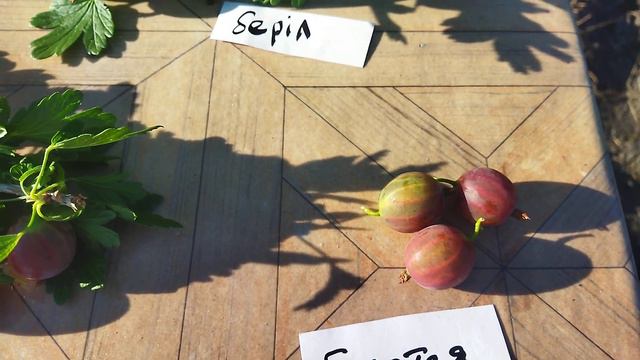 Агрус. Підбірка сортів. смотреть онлайн