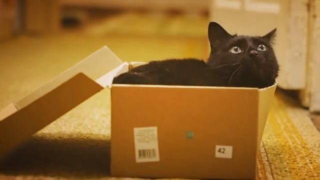 Коробочная версия Нюськи смотреть онлайн