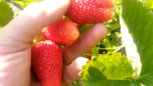 Клубника сорт Линоса смотреть онлайн