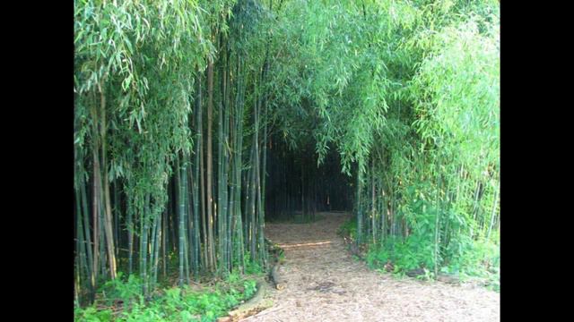 Gardening Landscaping Design Ideas