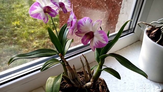 Осень в сиреневый тонах... Дендрофаленопсис Purple Splash и фаленопсис Los Angeles смотреть онлайн