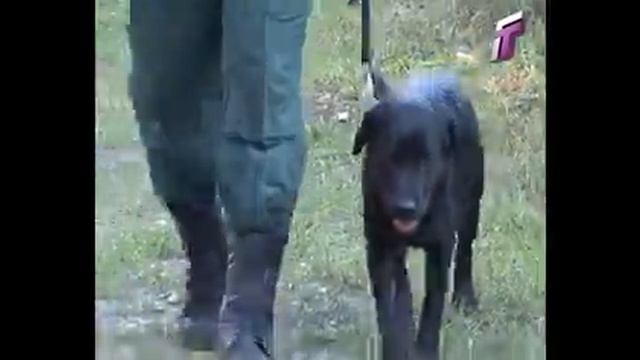 Один день из жизни Кинолог 14 11 13 смотреть онлайн