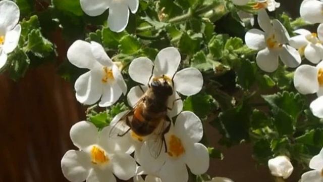 Бакопа Ампельная — уход и выращивание в домашних условиях смотреть онлайн