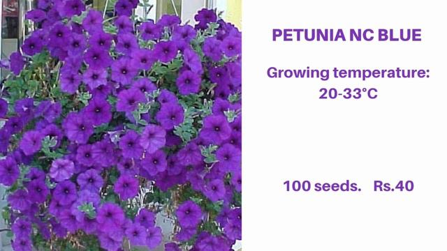 Buy Flowering Plant Seeds At Special Discounted Prices | For 3 Days Only смотреть онлайн
