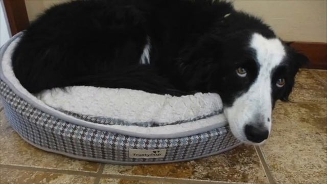 Farewell To Our Belle - RIP Sweet Doggie