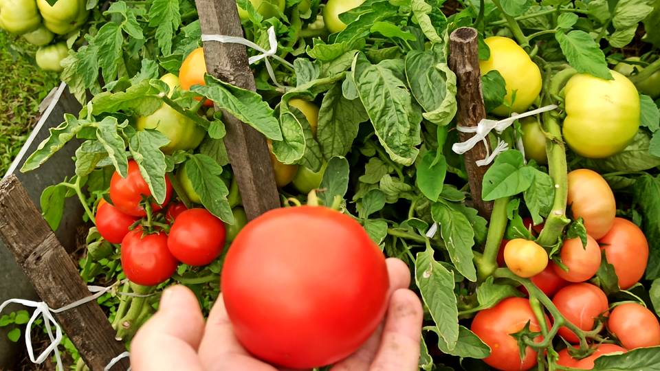 НЕПРЕВЗОЙДЁННЫЙ СОРТ ТОМАТА! САЖАЮ КАЖДЫЙ ГОД ПРОВЕРЕННЫЙ СОРТ ТОМАТА САНЬКА