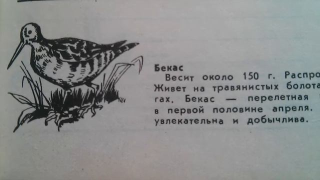 Бекас - Перелётная птица смотреть онлайн