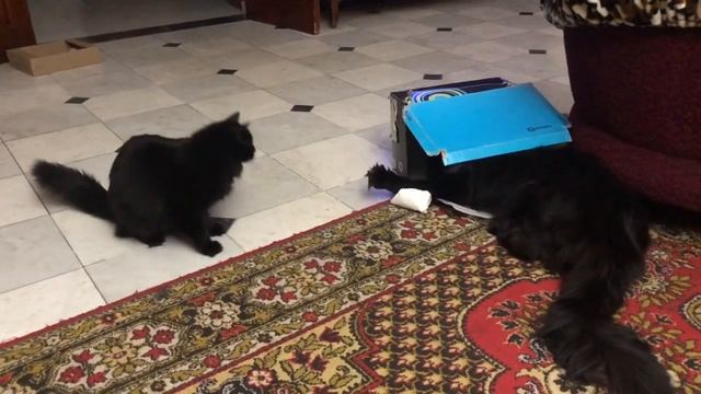 Мэйн кун Цезарь и кошка Чара и волшебная коробка! смотреть онлайн