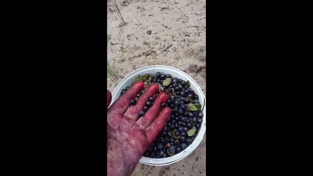 Пошёл за ягодами и нашёл... смотреть онлайн