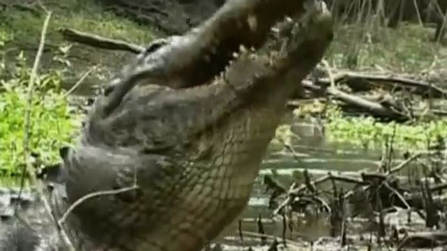 American Alligator Smashes Turtle's Shell To Bits & Then Swallows Entire Turtle Whole смотреть онлайн